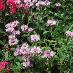 Monarda Beauty of Cobham
