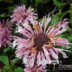 Monarda Beauty of Cobham