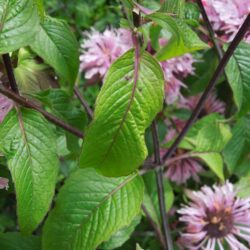 Monarda Beauty of Cobham