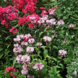 Monarda Beauty of Cobham