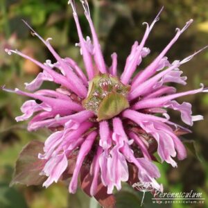Monarda Mohawk