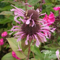 Monarda Mohawk