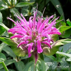Monarda Prarienacht