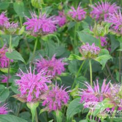 Monarda Prarienacht