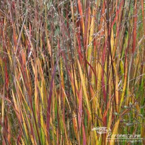 Panicum virgatum Heiliger Hain
