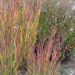 Panicum virgatum Heiliger Hain