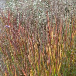 Panicum virgatum Heiliger Hain