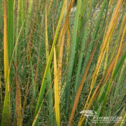 Panicum virgatum Panicum virgatum