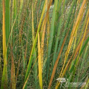 Panicum virgatum Northwind
