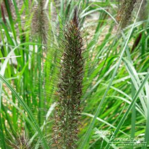 Pennisetum alopecuroides Dark Desire
