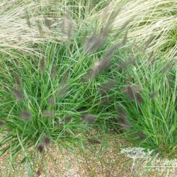 Pennisetum alopecuroides Dark Desire