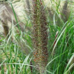 Pennisetum alopecuroides Dark Desire
