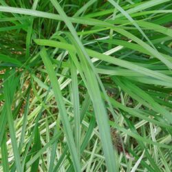 Pennisetum alopecuroides Dark Desire