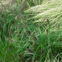 Pennisetum alopecuroides Dark Desire