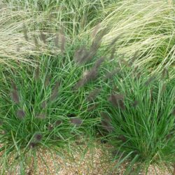 Pennisetum alopecuroides Dark Desire