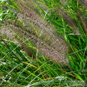 Pennisetum alopecuroides Moudry
