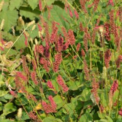 Persicaria amplexicaulis Dikke Floskes