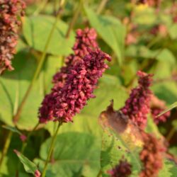 Persicaria amplexicaulis Dikke Floskes