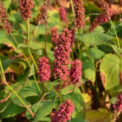 Persicaria amplexicaulis Dikke Floskes