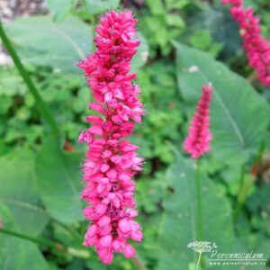 Persicaria amplexicaulis Dikker Floskes