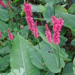 Persicaria amplexicaulis Dikker Floskes