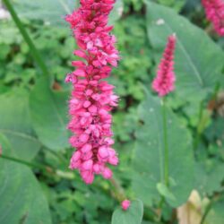 Persicaria amplexicaulis Dikker Floskes