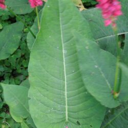 Persicaria amplexicaulis Dikker Floskes