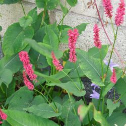 Persicaria amplexicaulis Dikker Floskes