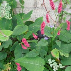Persicaria amplexicaulis Dikker Floskes