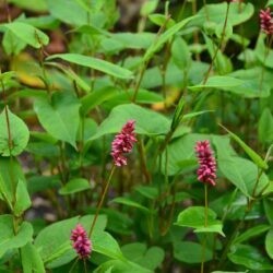 Persicaria amplexicaulis Inverleith