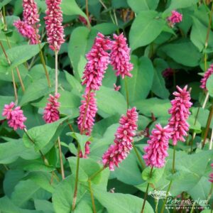 Persicaria amplexicaulis Inverleith