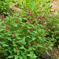 Persicaria amplexicaulis Inverleith