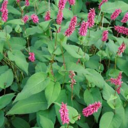 Persicaria amplexicaulis Inverleith