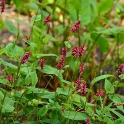 Persicaria amplexicaulis Inverleith