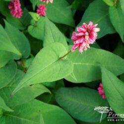 Persicaria amplexicaulis Inverleith