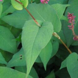 Persicaria amplexicaulis Inverleith