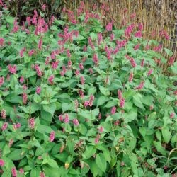Persicaria amplexicaulis Inverleith