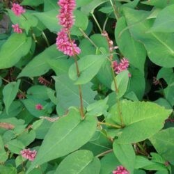 Persicaria amplexicaulis Inverleith