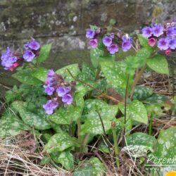Pulmonaria officinalis