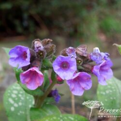 Pulmonaria officinalis