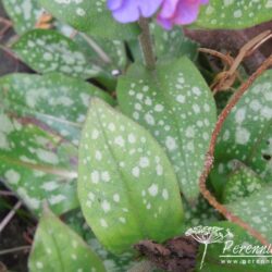 Pulmonaria officinalis