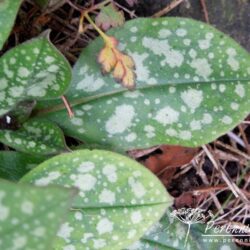 Pulmonaria officinalis