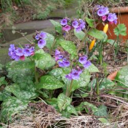 Pulmonaria officinalis