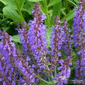 Salvia nemorosa Rügen