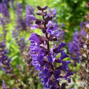 Salvia nemorosa Viola Klose