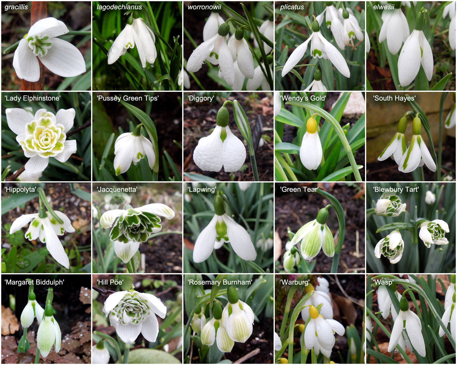 Přišlo jaro a s ním "sněženková mánie" 25 Sneženky kultivary