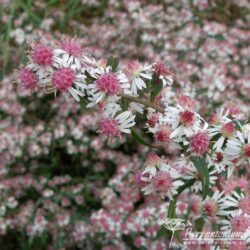 Symphyotrichum lateriflorum Symphyotrichum lateriflorum