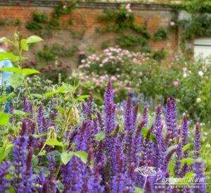 salvia-trvalka-sezony-2014