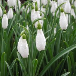 Galanthus nivalis