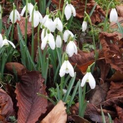 Galanthus nivalis